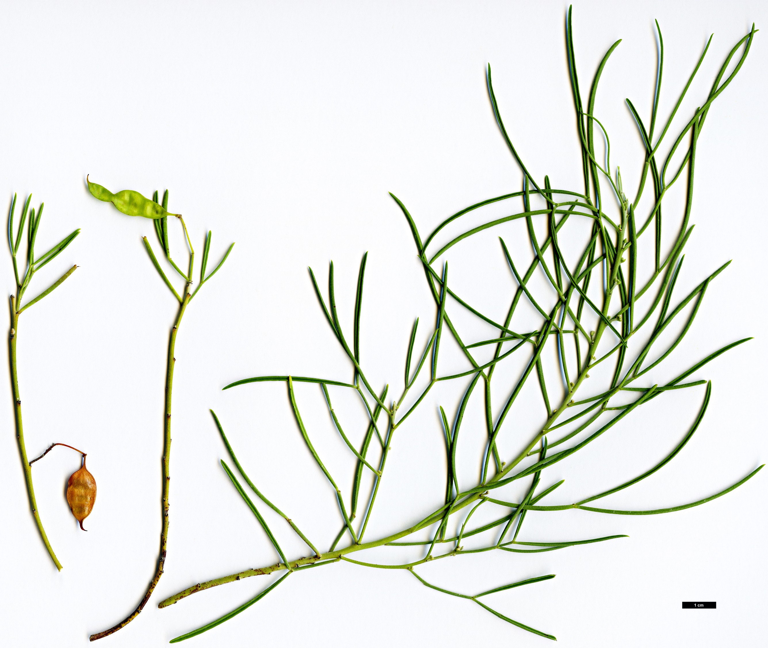 High resolution image: Family: Fabaceae - Genus: Senna - Taxon: artemisioides - SpeciesSub: subsp. filifolia High resolution image: Family: Fabaceae - Genus: Senna - Taxon: artemisioides - SpeciesSub: subsp. filifolia